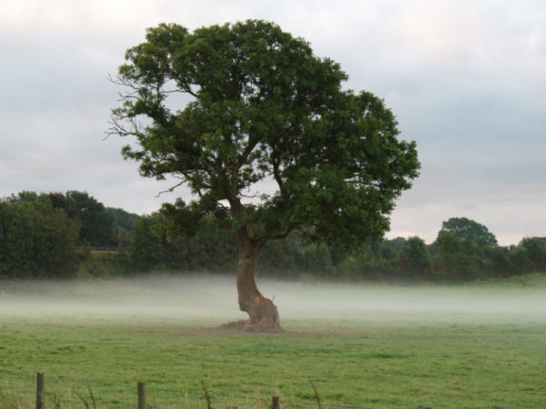 Bergen Tree Services - Professional Tree Care Solutions